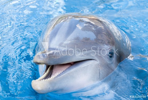 Picture of Dolphin in the water close look